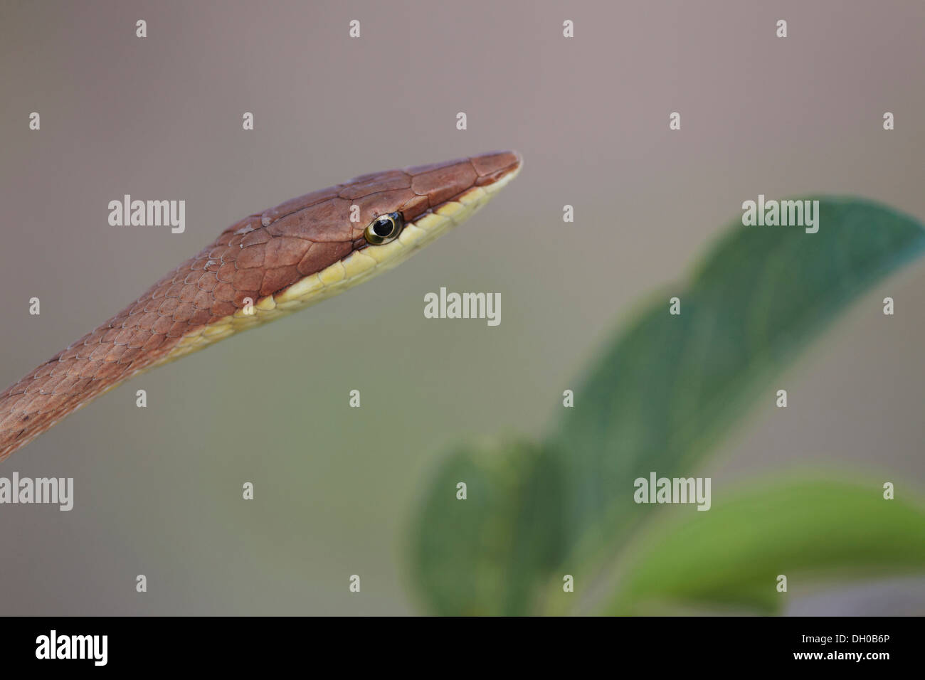 Braun Rebe Schlange, Oxybelis aeneus oder mexikanische Rebe, Guyana, Südamerika Stockfoto