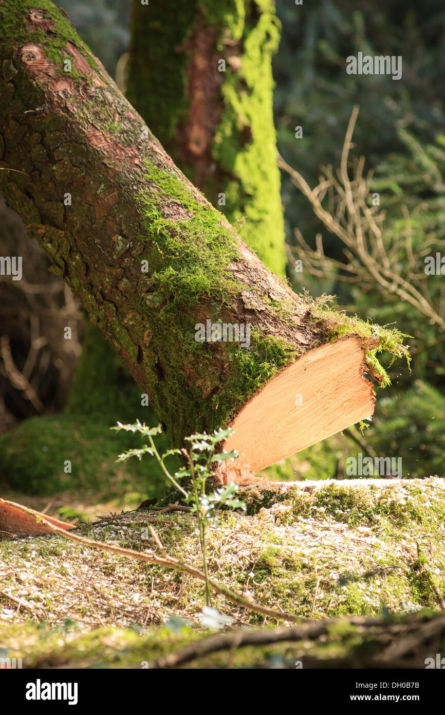 Gesägten Baum fällt nach der Holzfäller Arbeit Stockfoto