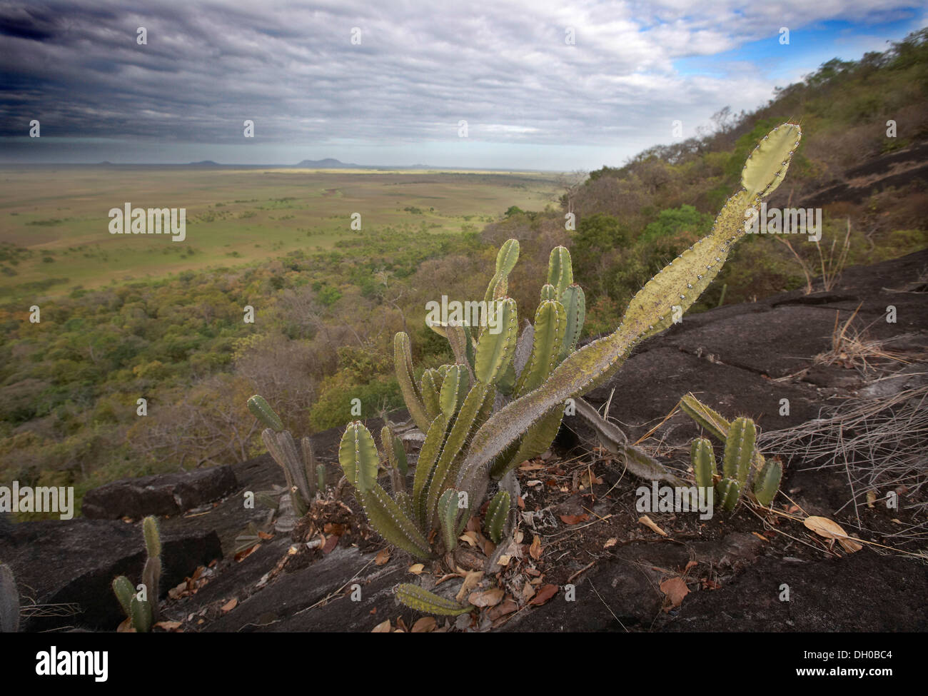 Kakteen in Savanne Landschaft, Guyana, Südamerika. Stockfoto