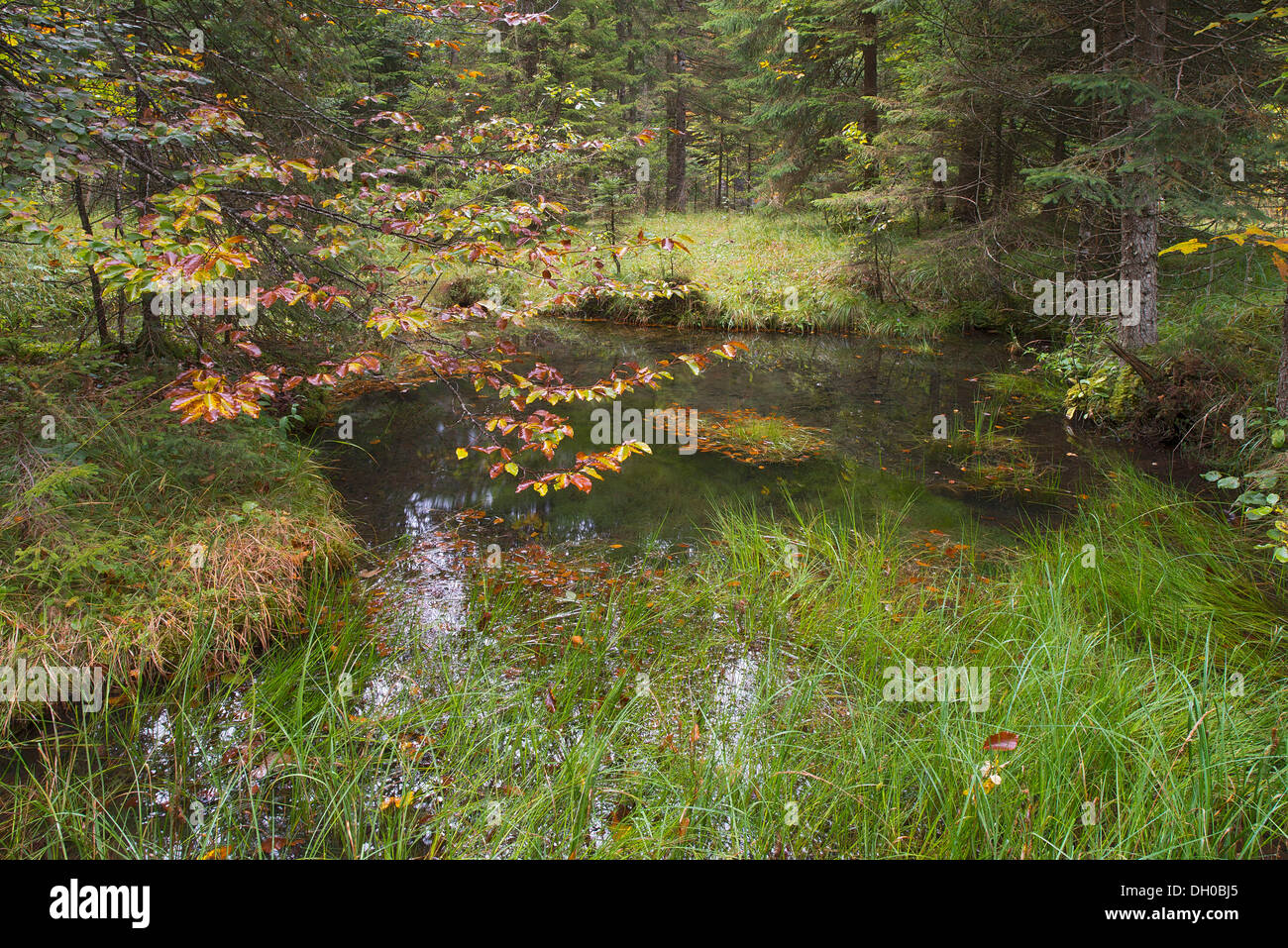 Waldteich im Herbst, Hinterriss, Tirol, Österreich, Europa