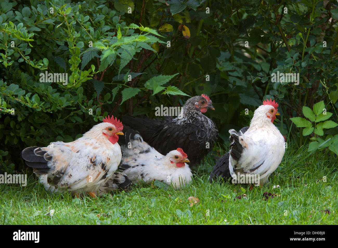 Japanische Bantam oder Chabo Hühner, Schwaz, Tirol, Austria, Europe Stockfoto