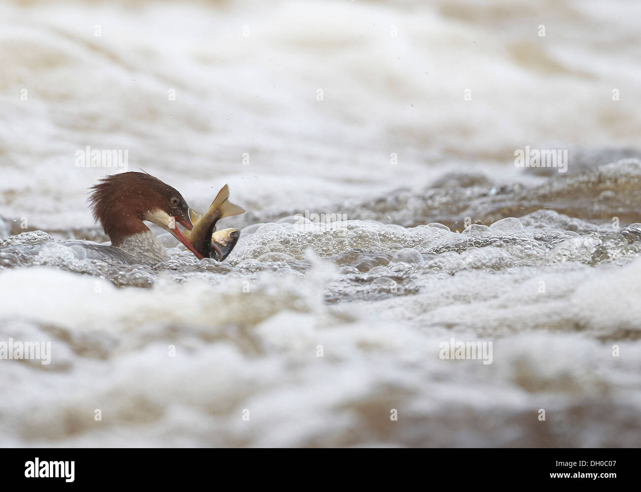 Gänsesäger, Mergus Prototyp, Fang und Verzehr von Fisch, in diesem Fall eine Forelle, Ettrick Wasser, Philiphaugh, Selkirk, Schottland, Vereinigtes Königreich Stockfoto