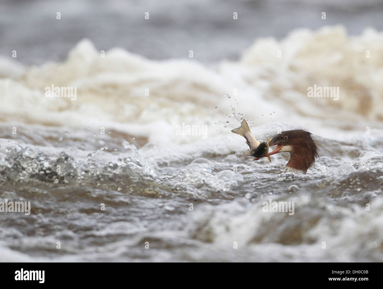 Gänsesäger, Mergus Prototyp, Fang und Verzehr von Fisch, in diesem Fall eine Forelle, Ettrick Wasser, Philiphaugh, Selkirk, Schottland, Vereinigtes Königreich Stockfoto