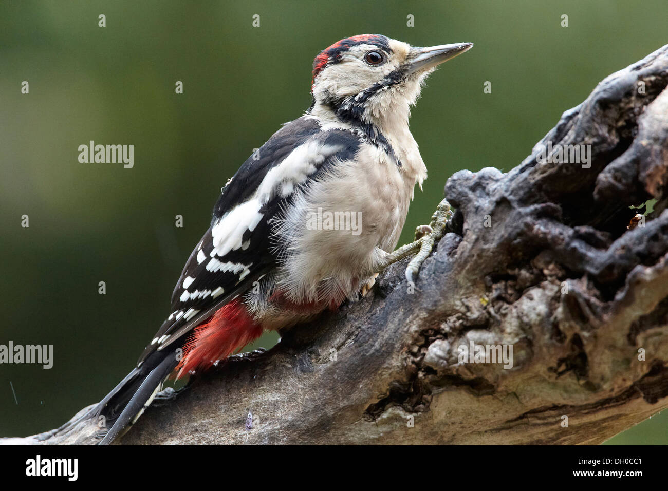 Buntspecht, Dendrocopos major, Juvenile alle roten Krone, UK Stockfoto