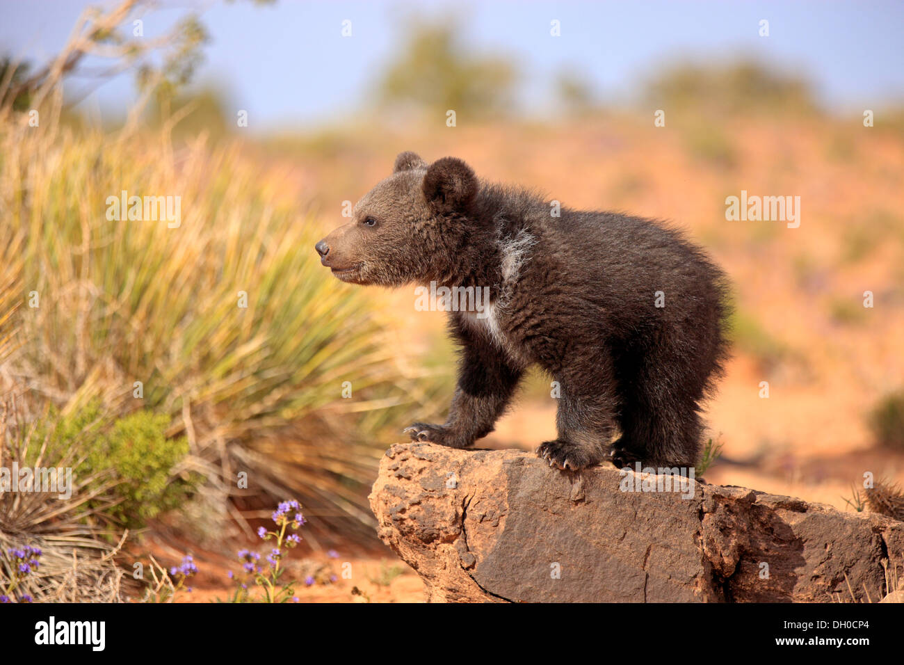 Grizzly Bär (Ursus Arctos Horribilis), Jungtier, stehend auf einem Rock, Utah, Vereinigte Staaten Stockfoto