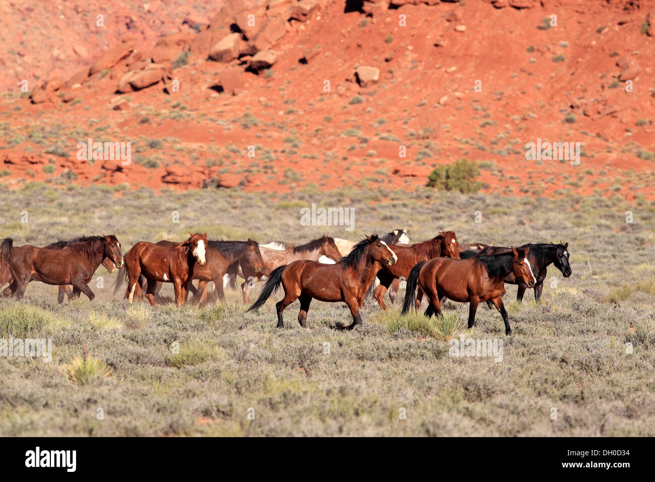 Herde von Mustangs, Monument Valley, Utah, Vereinigte Staaten von Amerika Stockfoto