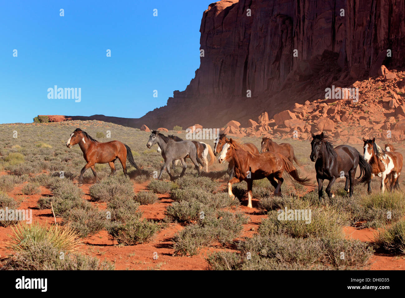 Herde von Mustangs, Monument Valley, Utah, Vereinigte Staaten von Amerika Stockfoto