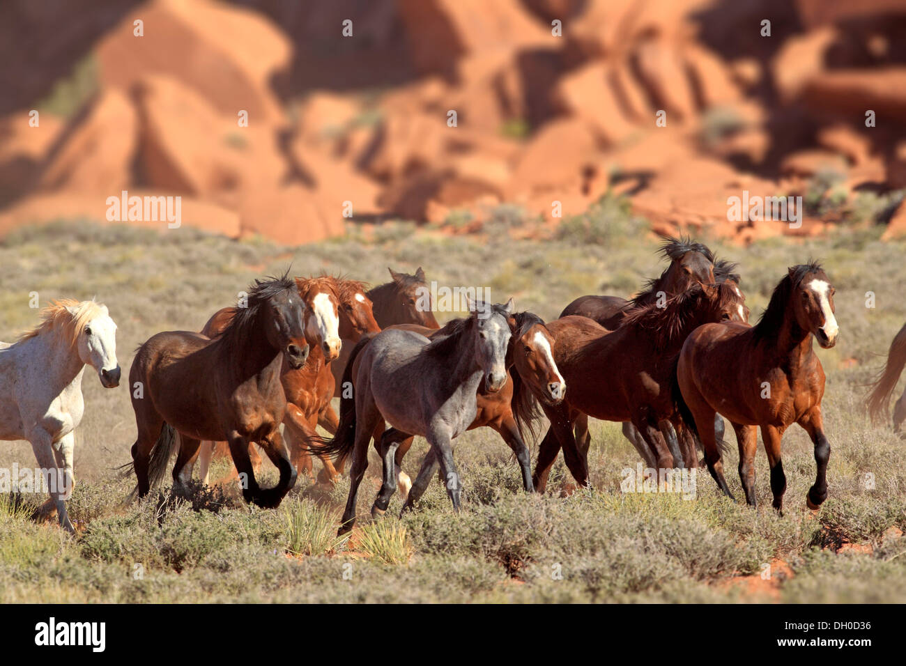 Herde von Mustangs, Monument Valley, Utah, Vereinigte Staaten von Amerika Stockfoto