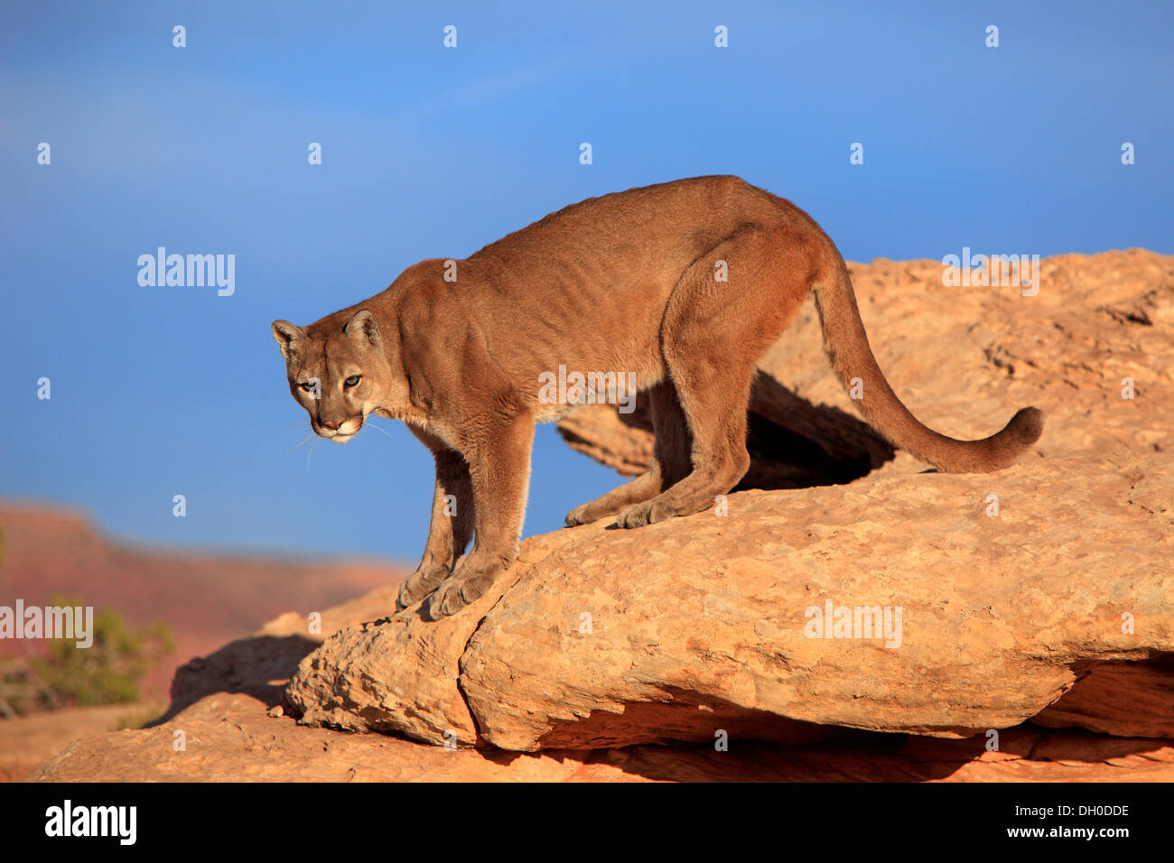 Puma, Puma oder Berglöwe (Puma Concolor), auf der Suche nach Beute, Utah, USA Stockfoto