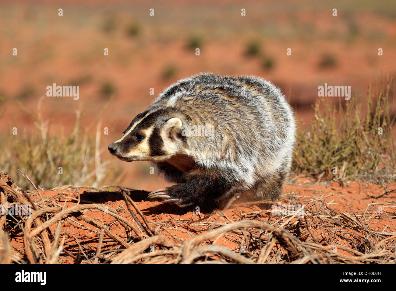 Amerikanischer Dachs (Taxidea Taxus), in Gefangenschaft, Monument Valley, Utah, Vereinigte Staaten von Amerika Stockfoto