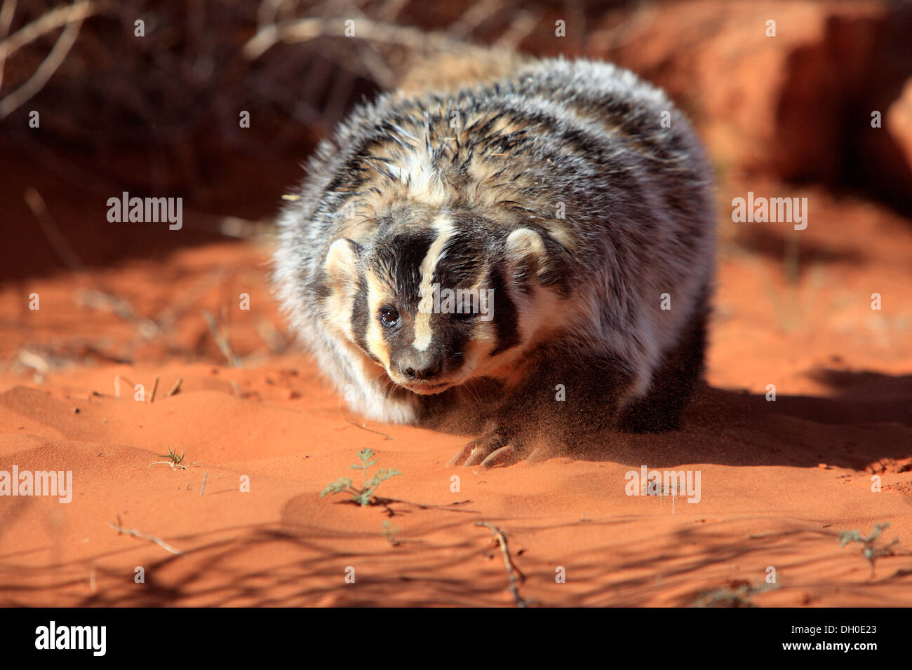 Amerikanischer Dachs (Taxidea Taxus), in Gefangenschaft, Monument Valley, Utah, Vereinigte Staaten von Amerika Stockfoto