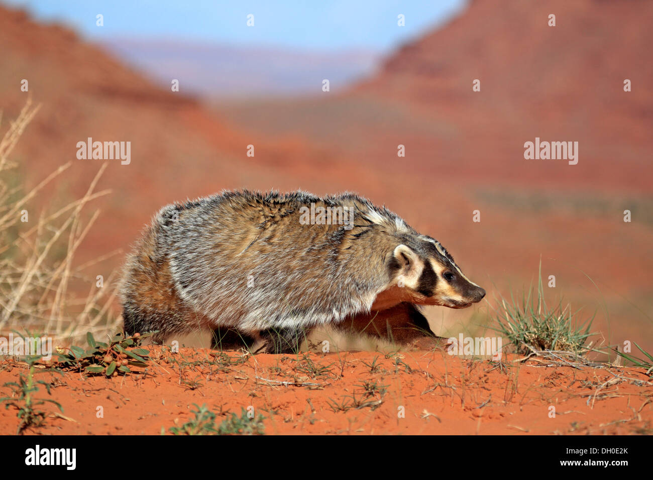 Amerikanischer Dachs (Taxidea Taxus), in Gefangenschaft, Monument Valley, Utah, Vereinigte Staaten von Amerika Stockfoto