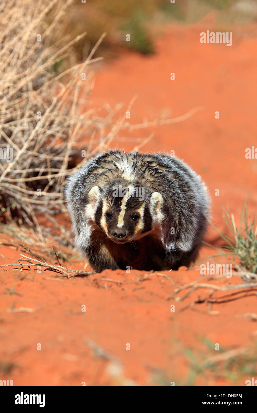 Amerikanischer Dachs (Taxidea Taxus), in Gefangenschaft, Monument Valley, Utah, Vereinigte Staaten von Amerika Stockfoto