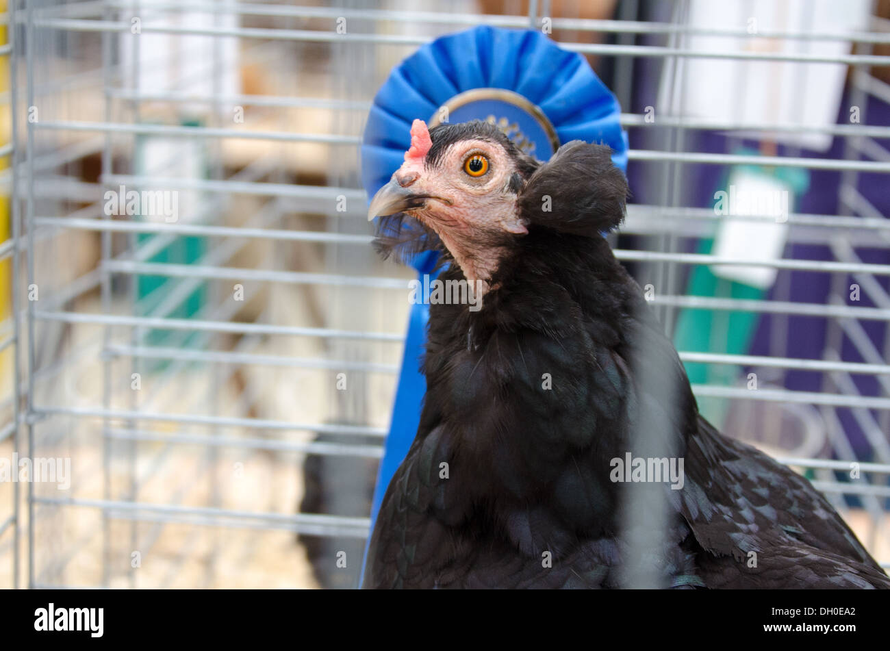Preisgekrönte Araucana sauber Legged Henne mit ihren blauen Band. Stockfoto
