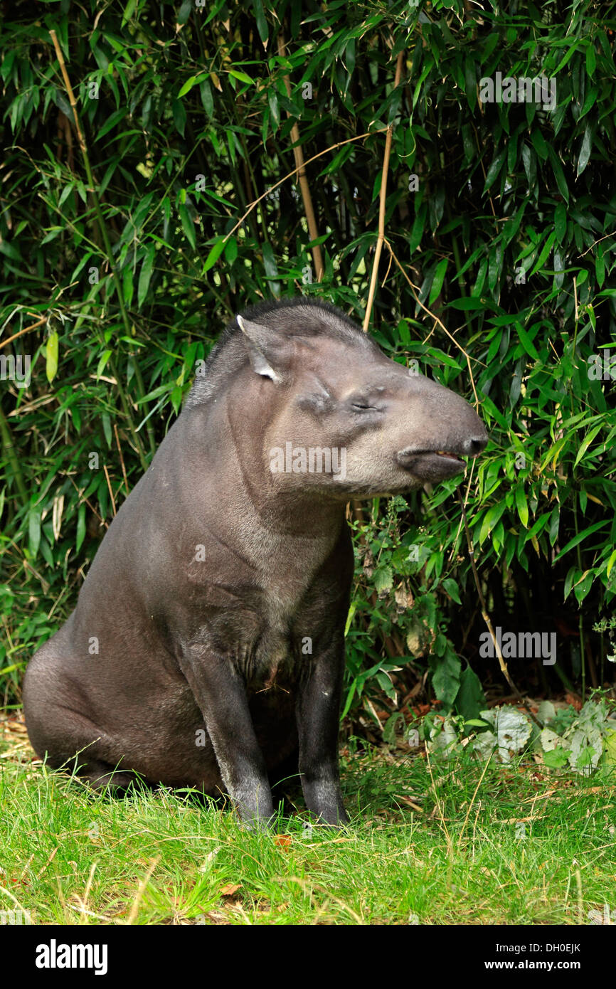 South American Tapir (Tapirus Terrestris) Erwachsenen, sitzen, in Gefangenschaft, Arnheim, Gelderland, Niederlande Stockfoto