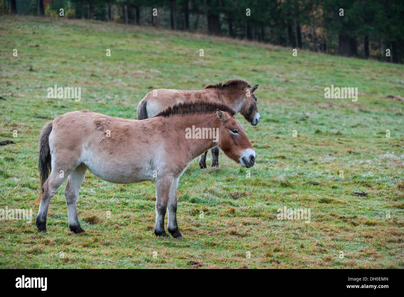 Zwei Przewalski Pferde (Equus Ferus Przewalskii) stammt aus den Steppen der Mongolei, Zentralasien Stockfoto