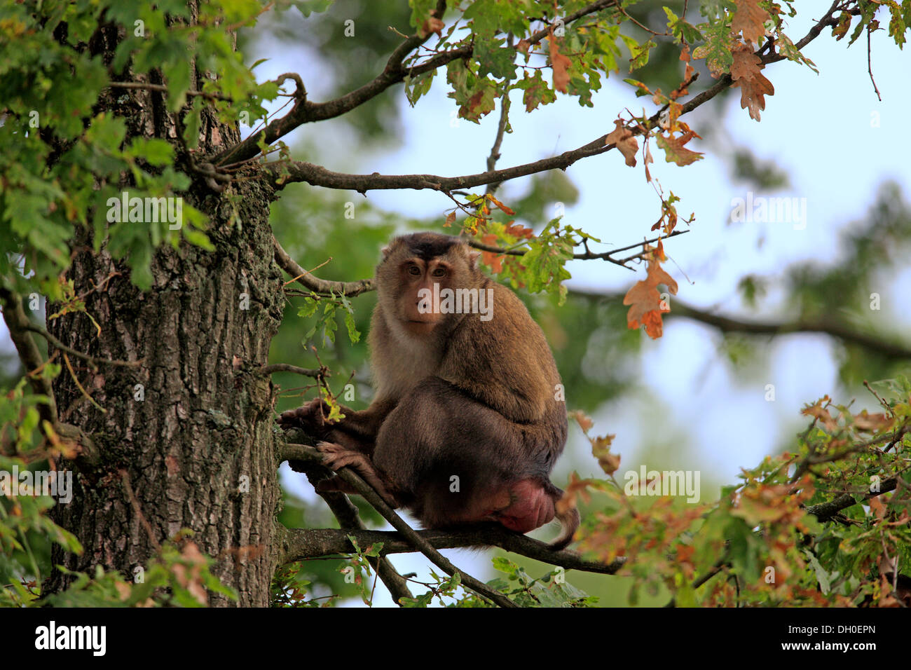 Südlichen Schwein-tailed Macaque (Macaca Nemestrina), sitzt auf einem Zweig, Weiblich, in Gefangenschaft, Arnheim, Gelderland, Niederlande Stockfoto