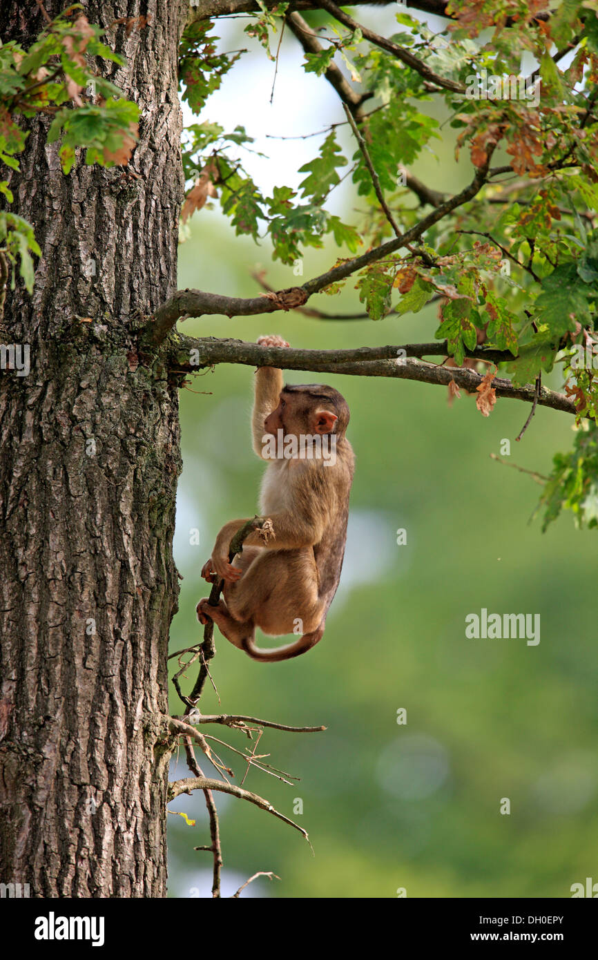 Südlichen Schwein-tailed Macaque (Macaca Nemestrina), hängend von einem Zweig, jung, in Gefangenschaft, Arnheim, Gelderland, Niederlande Stockfoto