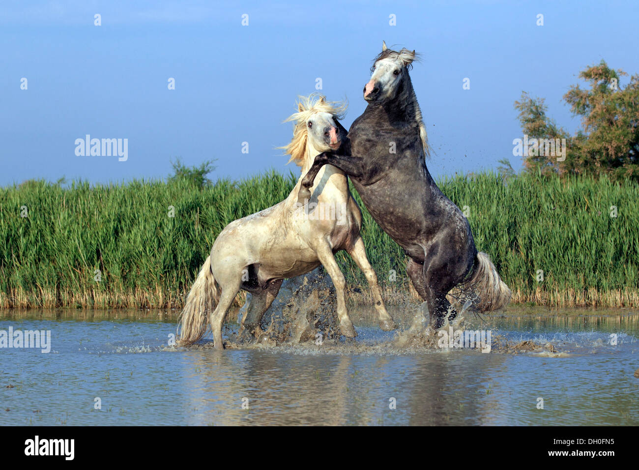 Camargue-Pferde (Equus Ferus Caballus), zwei Hengste kämpfen im Wasser, Saintes-Maries-de-la-Mer, Département Stockfoto