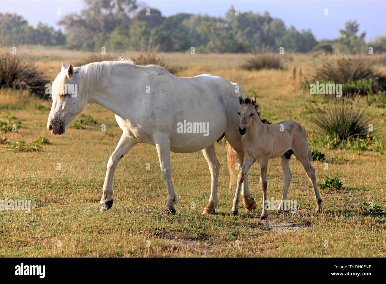 Camargue-Pferde (Equus Ferus Caballus), Stute mit Fohlen, Saintes-Maries-de-la-Mer, Département Bouches-du-Rhône, Region Stockfoto
