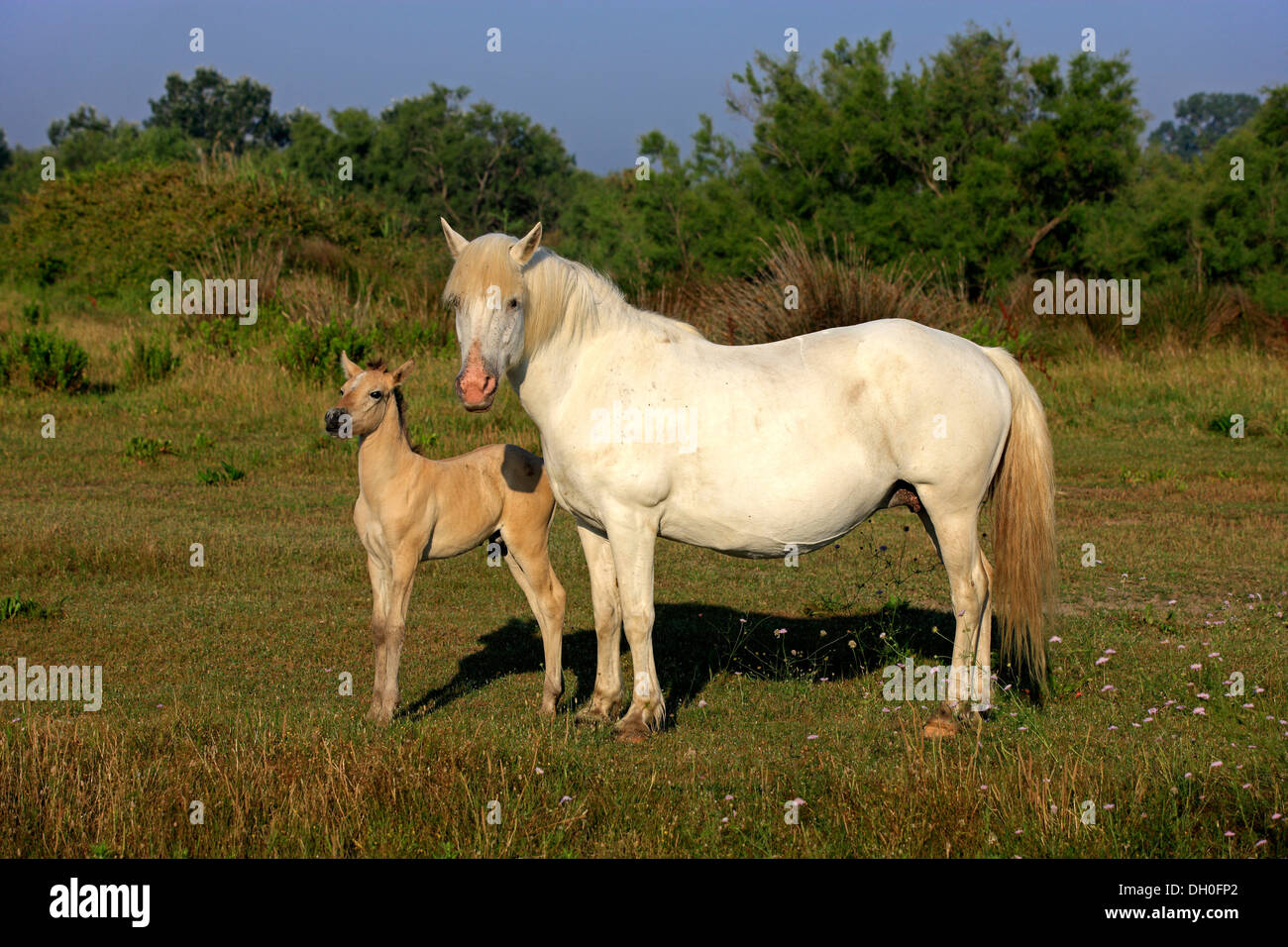 Camargue-Pferde (Equus Ferus Caballus), Stute mit Fohlen, Saintes-Maries-de-la-Mer, Département Bouches-du-Rhône, Region Stockfoto