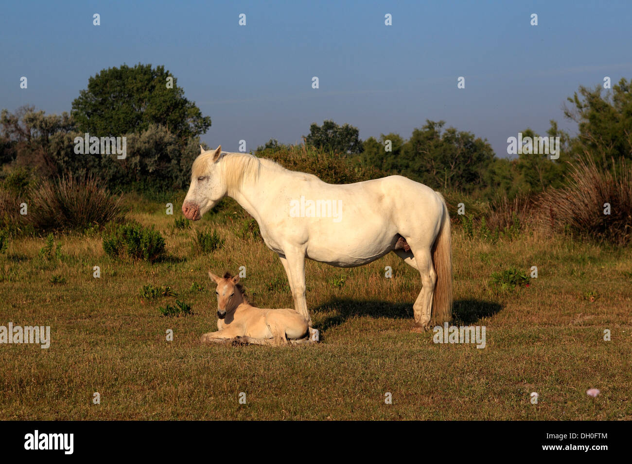 Camargue-Pferde (Equus Ferus Caballus), Stute mit Fohlen, Saintes-Maries-de-la-Mer, Département Bouches-du-Rhône, Region Stockfoto