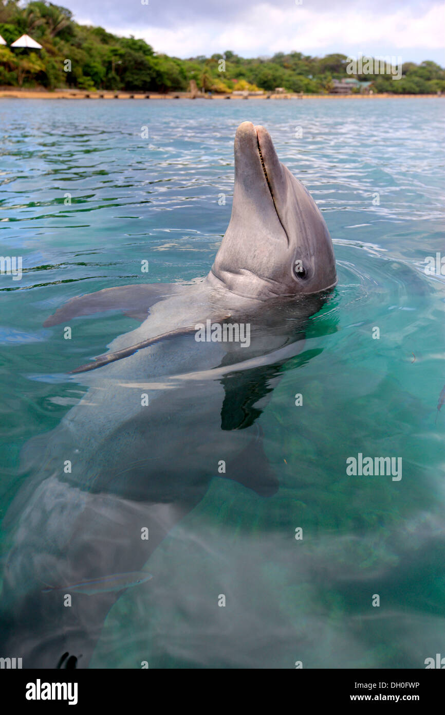 Gemeinsame große Tümmler (Tursiops Truncatus), Gefangenschaft, Roatán, Bay Islands Department, Honduras Stockfoto