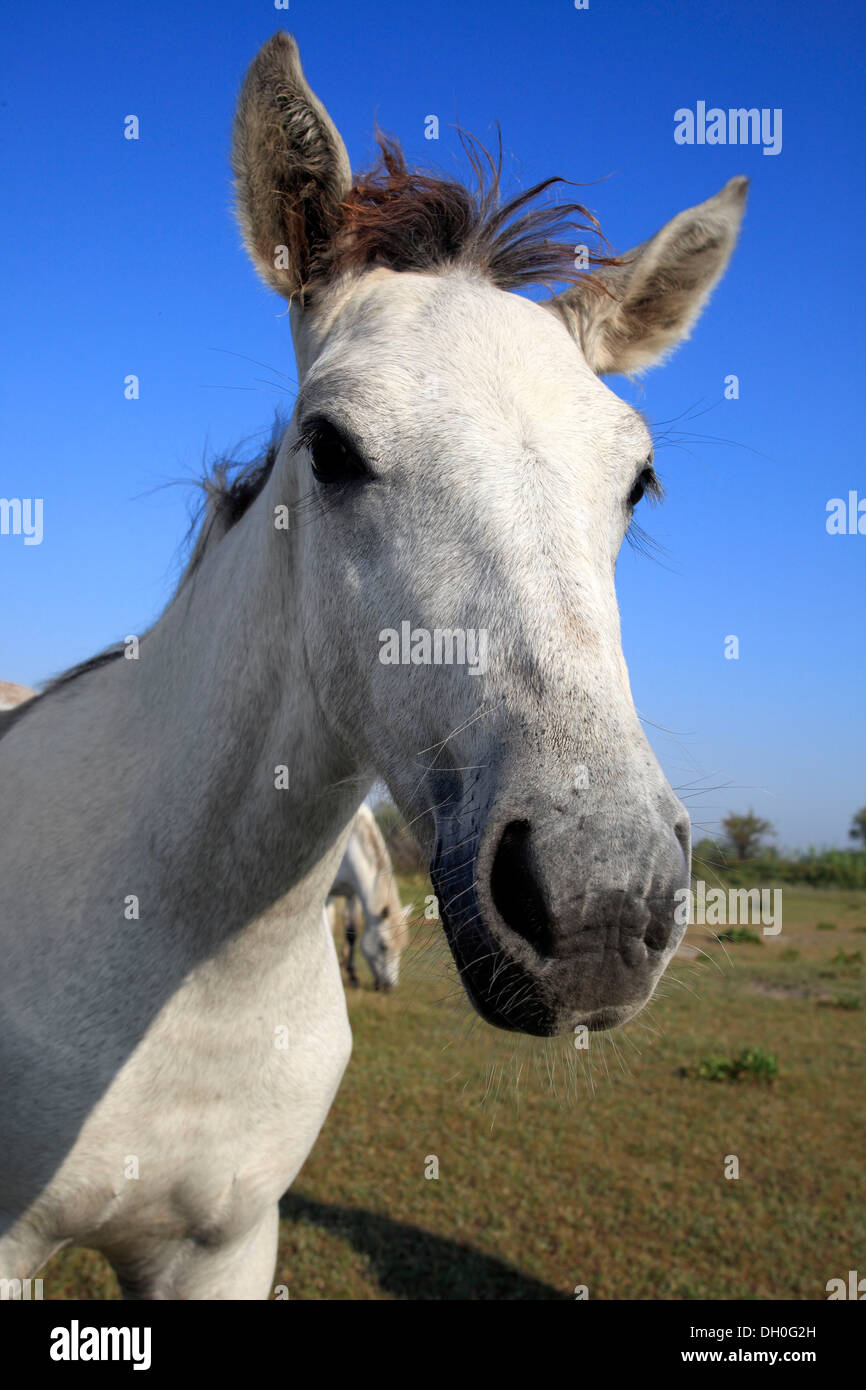 Camargue-Pferd (Equus Ferus Caballus)-Fohlen, Porträt, Saintes-Maries-de-la-Mer, Département Bouches-du-Rhône, Region Stockfoto