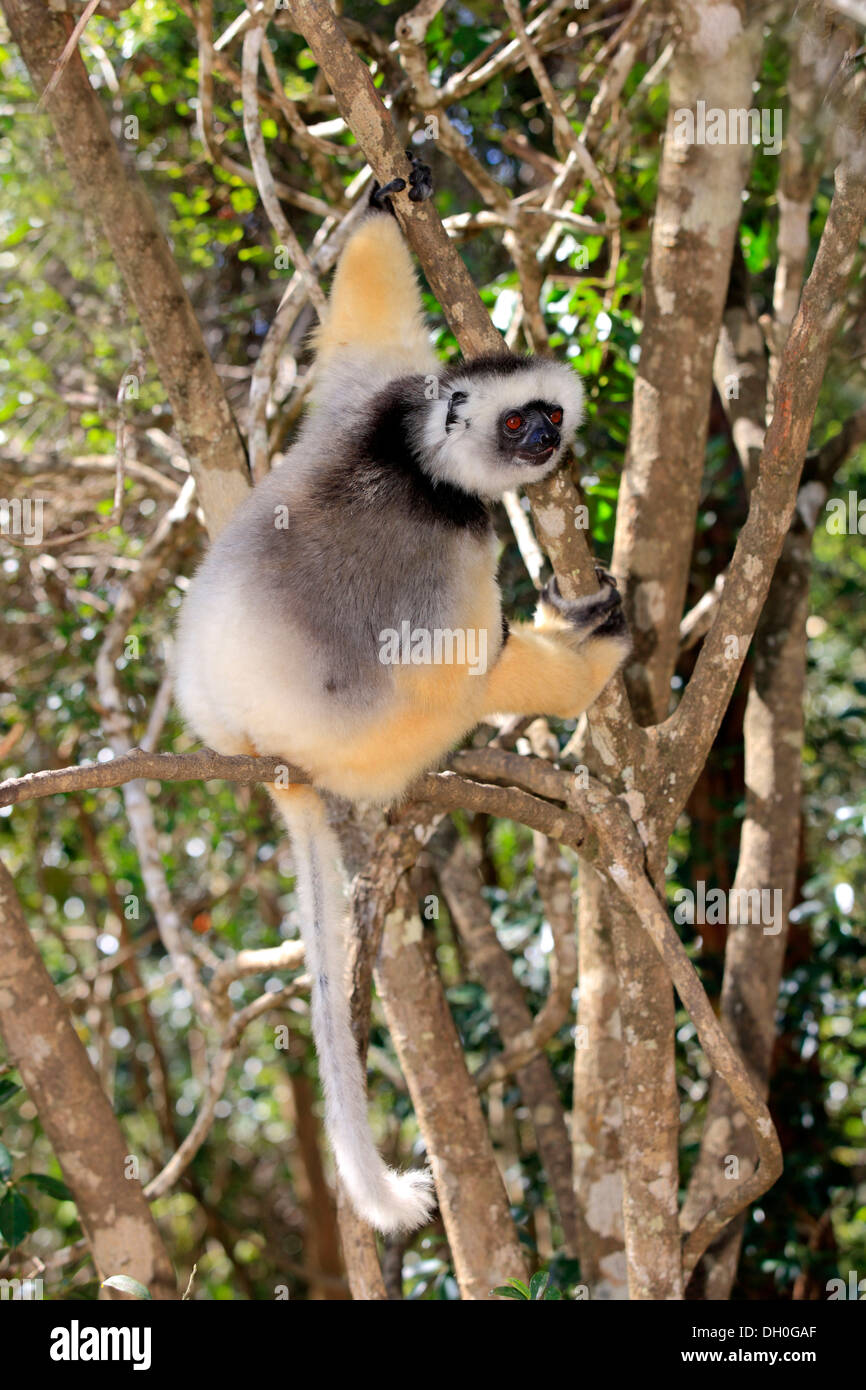 Maughold Sifaka (Propithecus Diadema), Erwachsene, in Gefangenschaft, Madagaskar Stockfoto
