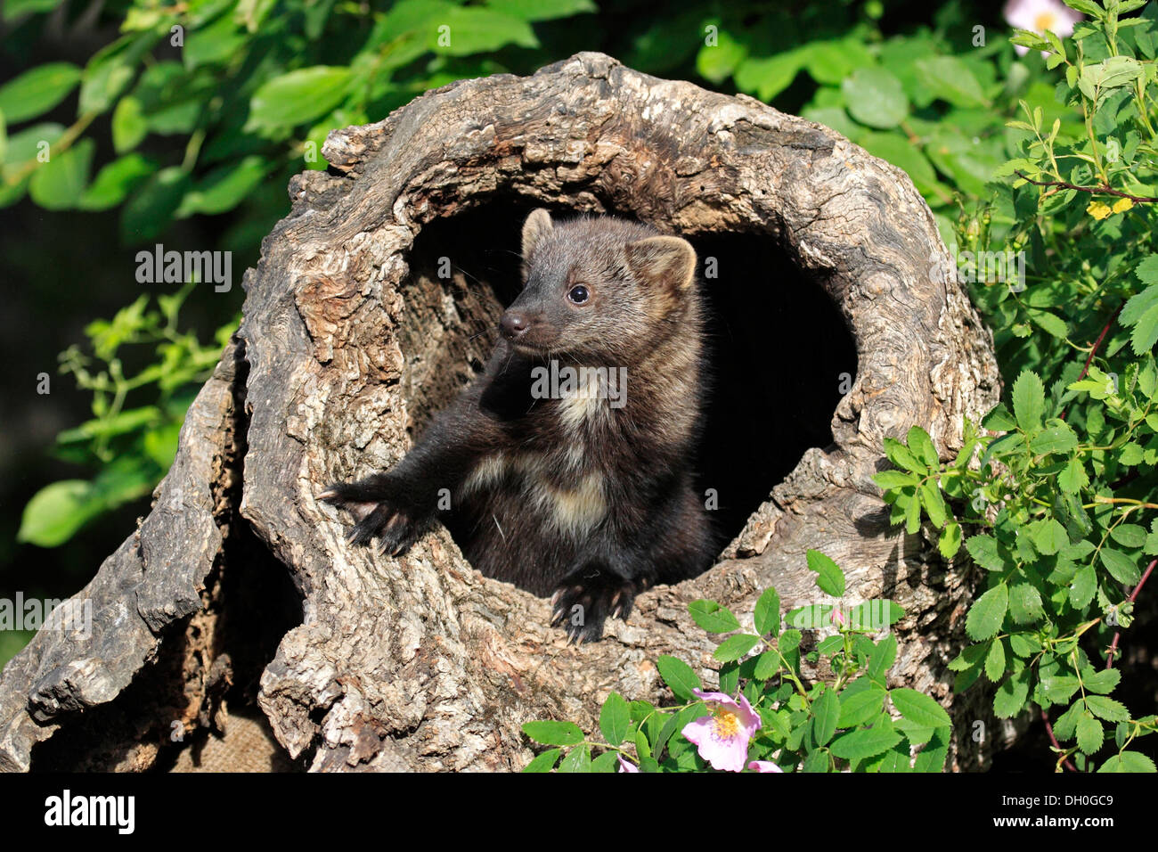 Fischer (Martes Pennanti), Cub, 14 Wochen alt, in einer Höhle gefangen, Montana, Vereinigte Staaten Stockfoto