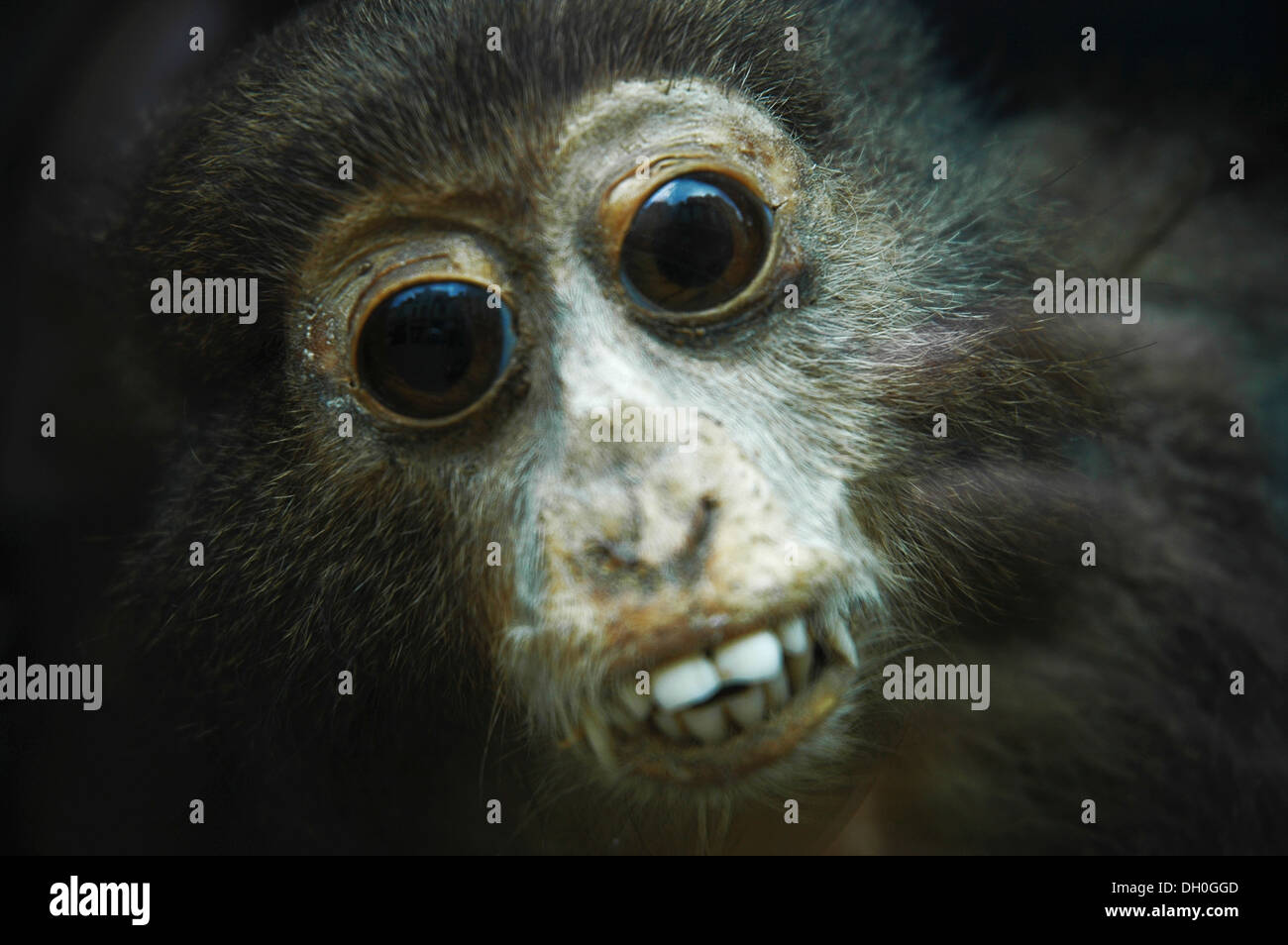 Foto von einem ausgestopften Affen hautnah Stockfoto
