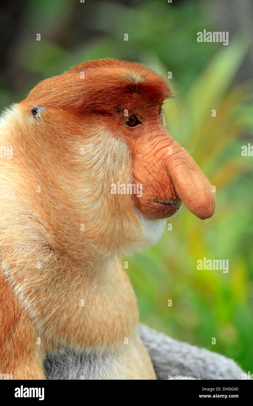 Nasenaffe (Nasalis Larvatus), Männlich, Porträt, Labuk Bay, Sabah, Borneo, Malaysia Stockfoto