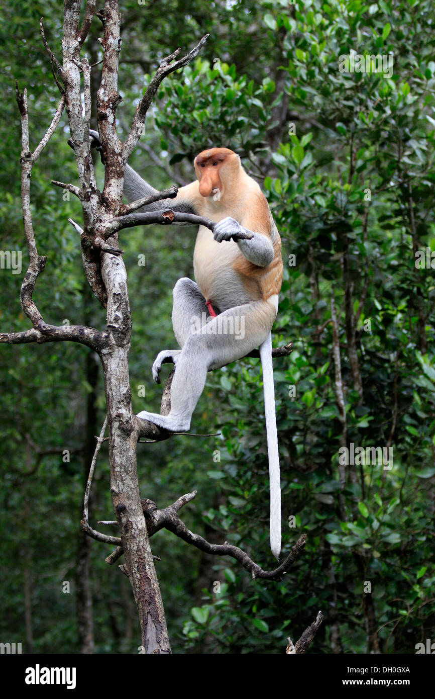 Nasenaffe (Nasalis Larvatus) männlich auf einen Baum, Labuk Bay, Sabah, Borneo, Malaysia Stockfoto