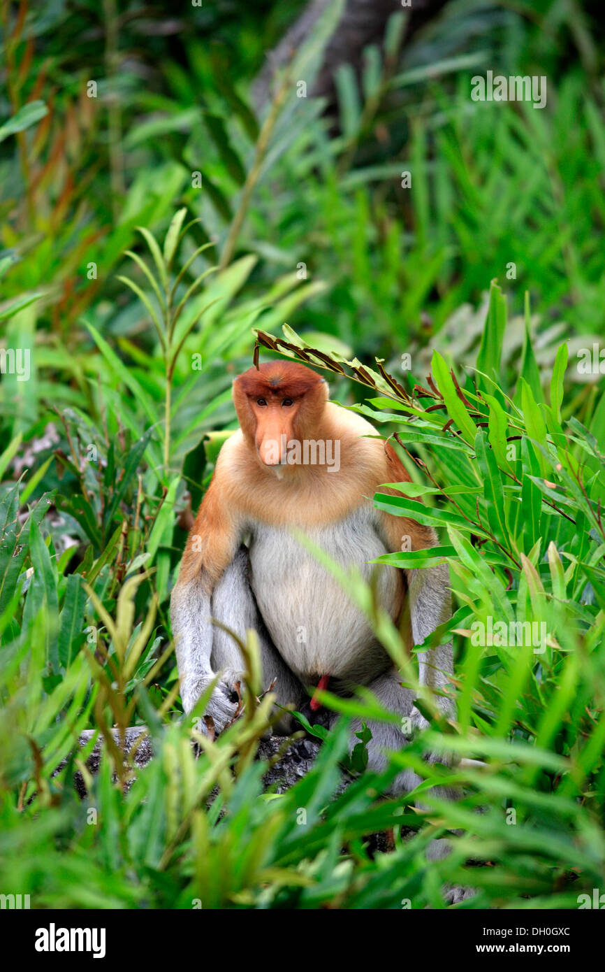 Nasenaffe (Nasalis Larvatus) männlich auf einen Baum, Labuk Bay, Sabah, Borneo, Malaysia Stockfoto