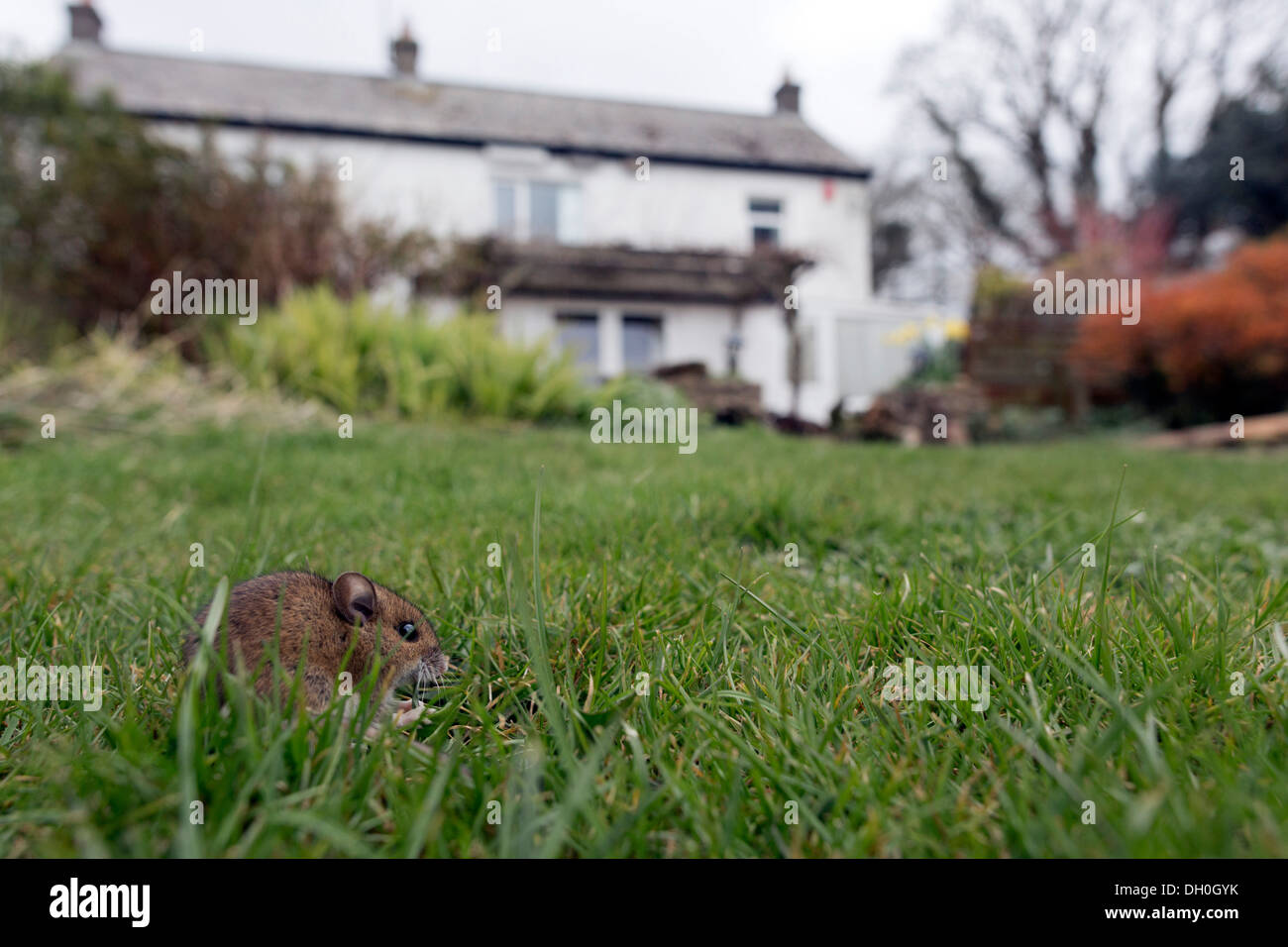 Waldmaus; Apodemus Sylvaticus; im Garten; UK Stockfoto