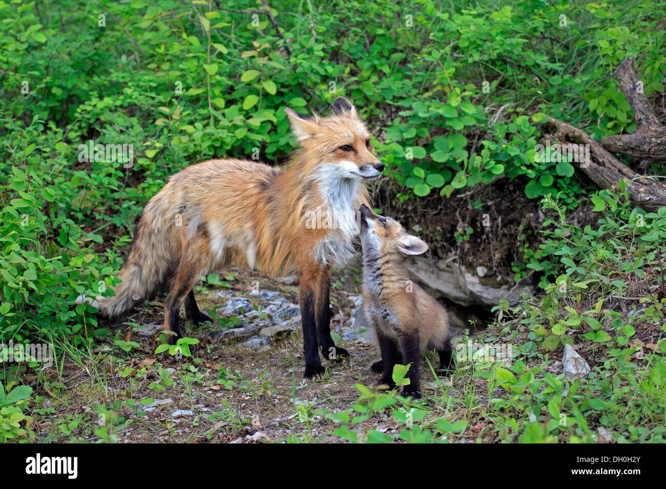 Rotfüchse (Vulpes Vulpes), in Gefangenschaft, Mutter mit einem Jungtier, zehn Wochen alt, Montana, USA Stockfoto