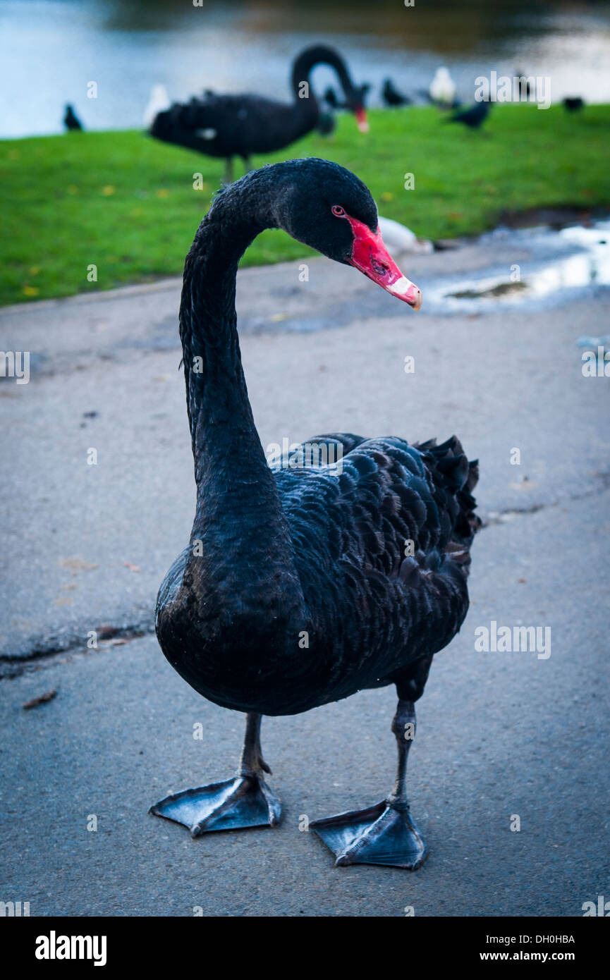 England Kent Maidstone Leeds Castle ursprünglich ca 1119 Norman Festung umgebaut Henry VIII 1519 gründen Park schwarze Schwäne rot Bill Schnabel weißer Streifen gebaut Stockfoto