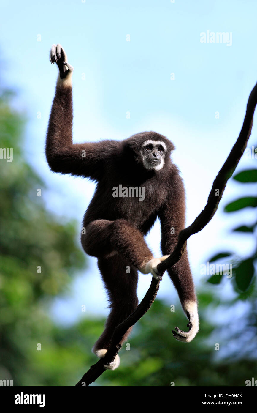 Lar Gibbon oder White-handed Gibbon (Hylobates Lar), balancieren auf einem Ast, Gefangenschaft, Singapur, Singapur Stockfoto