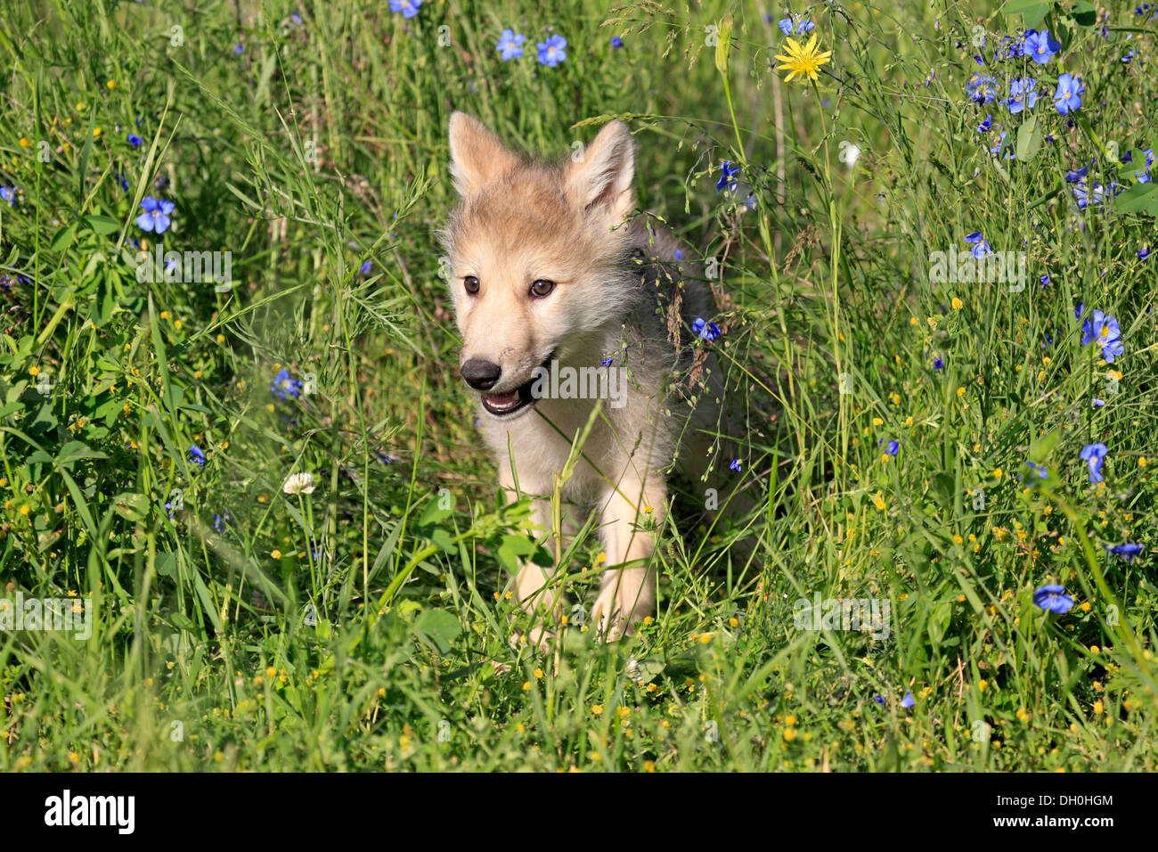 Wolf (Canis Lupus), pup, acht Wochen alt, auf einer Wiese, Gefangenschaft, Kalispell, Montana, Vereinigte Staaten von Amerika Stockfoto