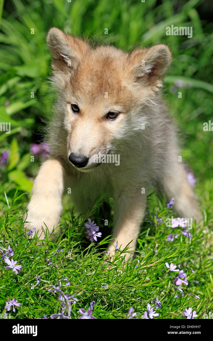 Wolf (Canis Lupus), pup, acht Wochen alt, auf einer Wiese, Gefangenschaft, Kalispell, Montana, Vereinigte Staaten von Amerika Stockfoto