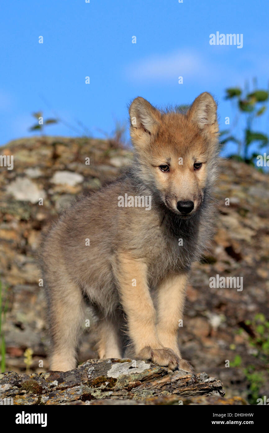 Wolf (Canis Lupus), pup, acht Wochen alt, in Gefangenschaft, Kalispell, Montana, Vereinigte Staaten von Amerika Stockfoto