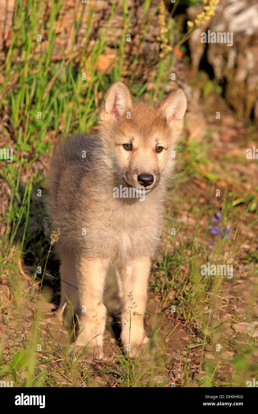 Wolf (Canis Lupus), pup, acht Wochen alt, in Gefangenschaft, Kalispell, Montana, Vereinigte Staaten von Amerika Stockfoto