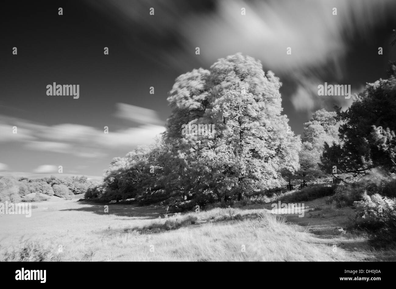 In der Nähe von Infrarot Landschaft des gemeinsamen Kastanie und Buche Eichen im Herbst Stockfoto