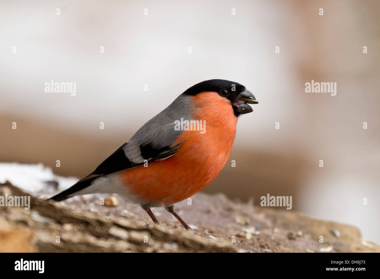 Gimpel (Pyrrhula pyrrhula), Bad Sooden - allendorf Hessen Stockfoto