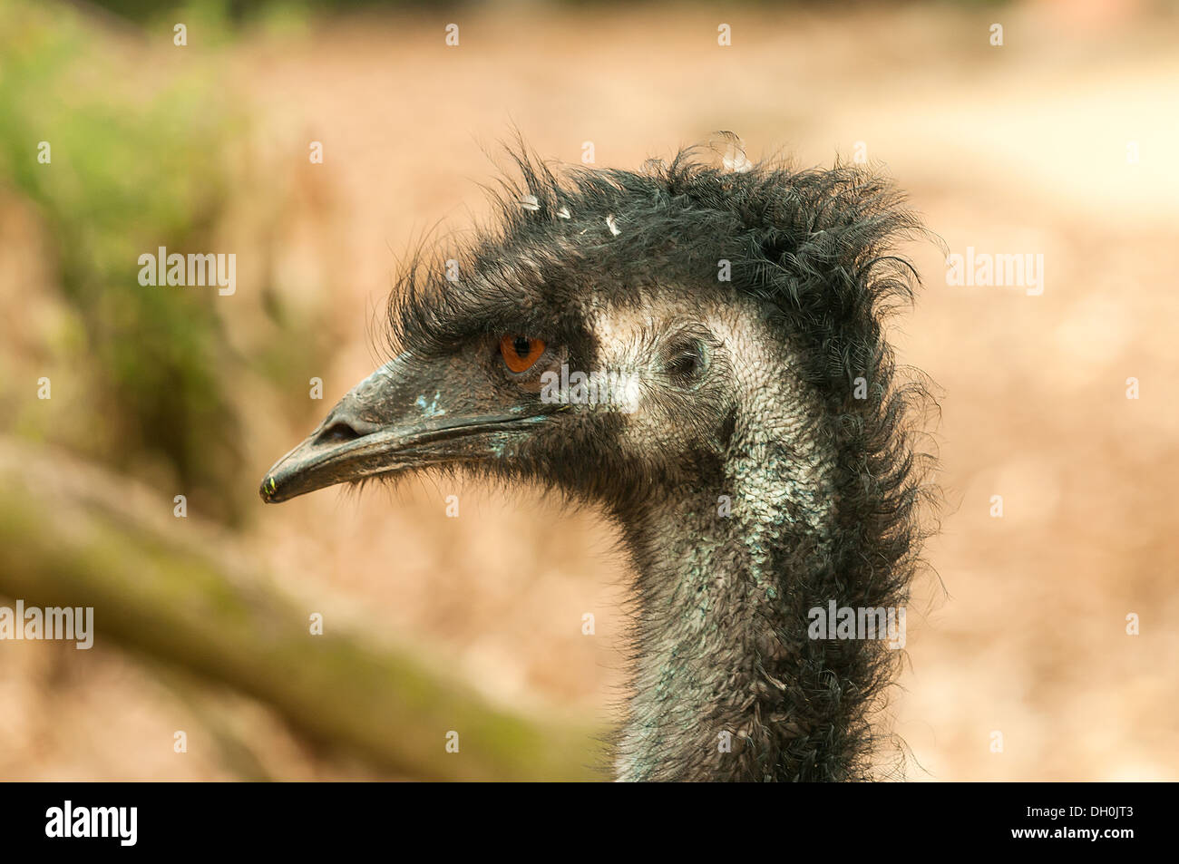 Emu im Zoo von Melbourne, Victoria, Australien Stockfoto