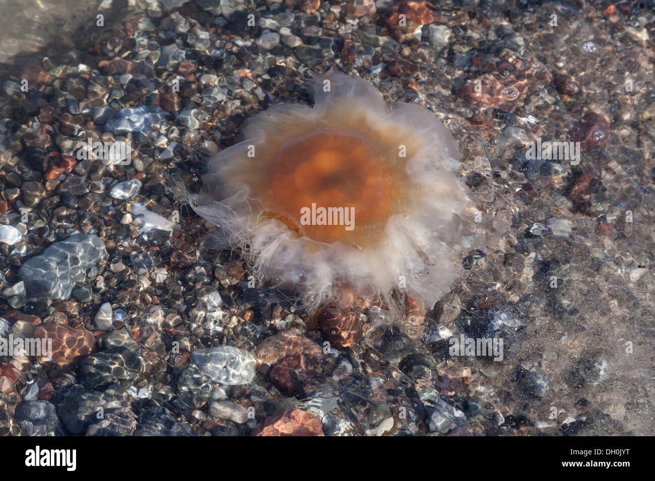 Lion es Mane Jellyfish (Cyanea Capillata), Brodten, Schleswig-Holstein Stockfoto