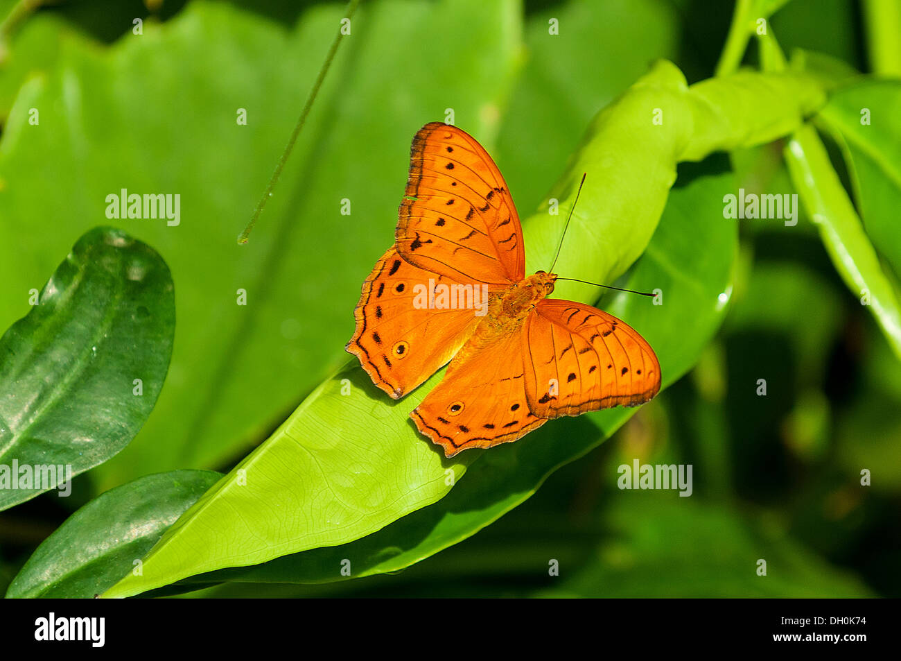 Kreuzer Schmetterling im Zoo von Melbourne, Victoria, Australien Stockfoto