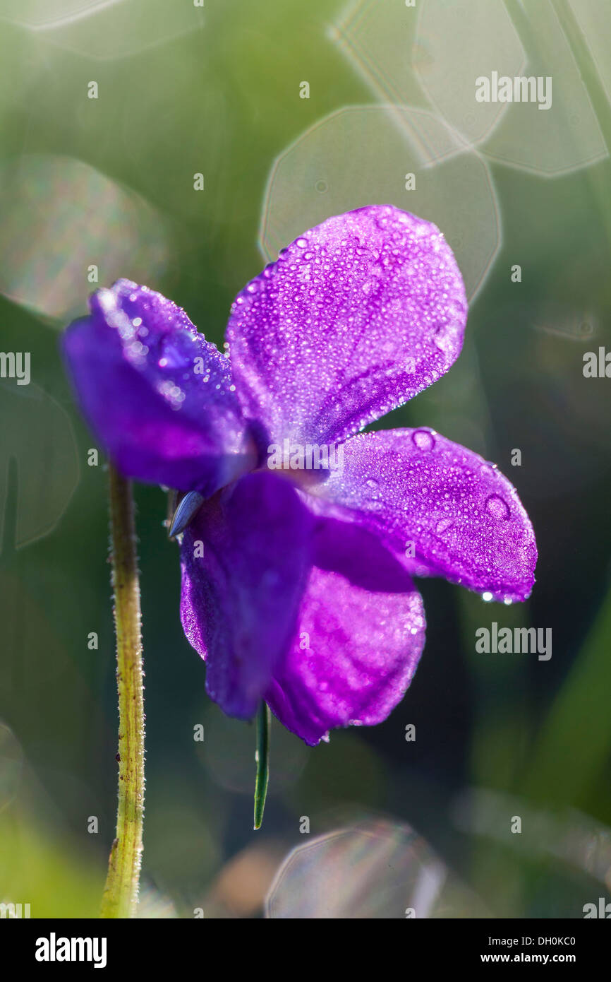 Süße violett oder englisch Veilchen (Viola odorata), Hessen Stockfoto