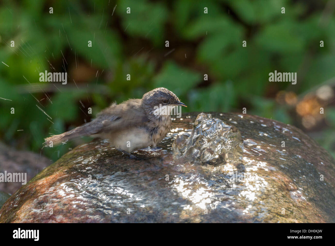 Lesser Whitethroat (Sylvia Curruca), Fuldabrück, Fuldabrück, Hessen, Deutschland Stockfoto