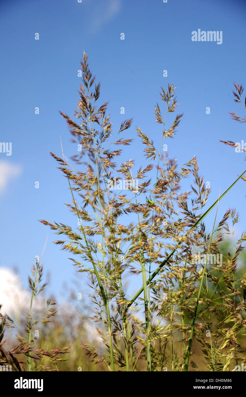 Holz-Readgrass Stockfoto